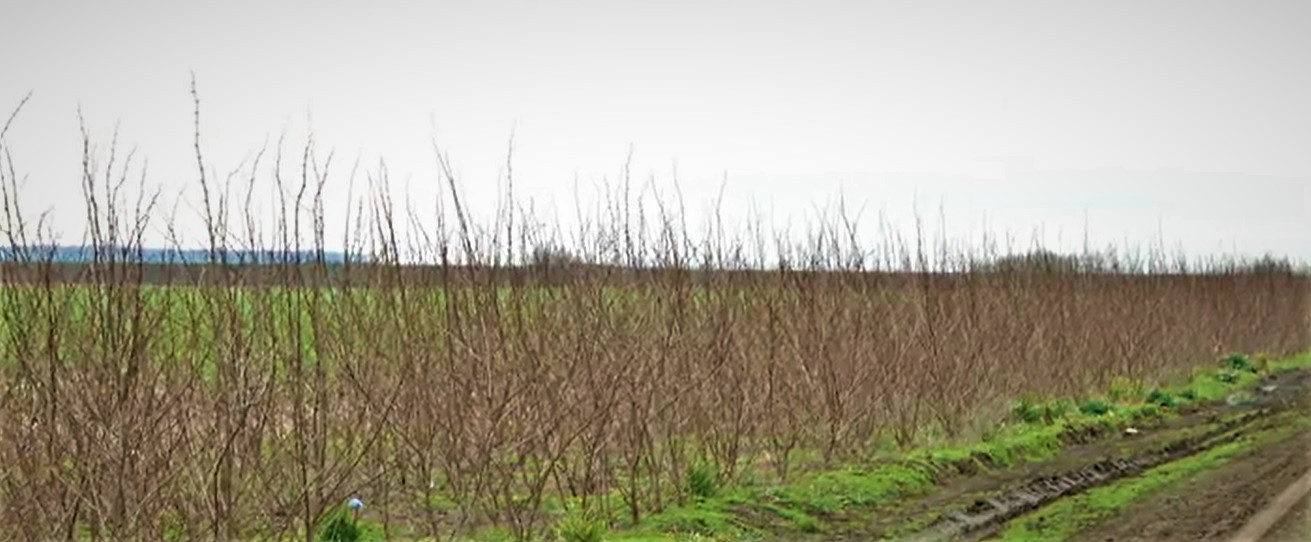 Fermierii nu se înghesuie să primească fonduri de la stat pentru plantarea perdelelor forestiere