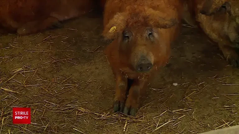 Fermerii care cresc porci vor fi ajutați din nou de stat. Unii crescători se gândesc, însă, să nu mai participe la program