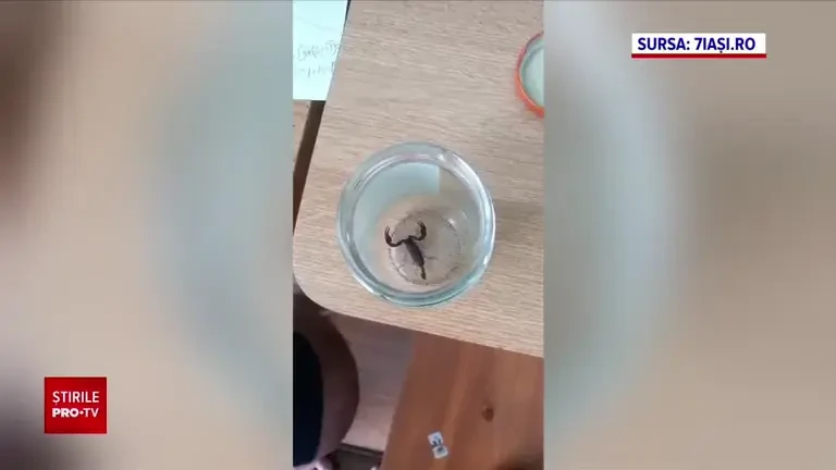 O femeie din Iași a fost înțepată de un scorpion ecuadorian. L-ar fi adus în casă odată cu fructele cumpărate de la magazin
