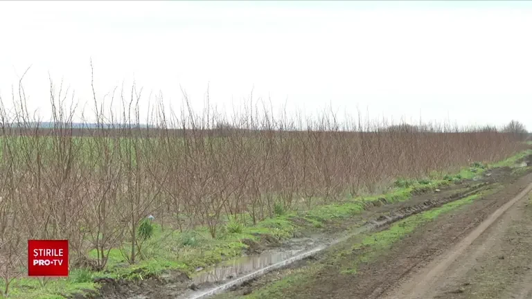 Fermierii nu se înghesuie să primească fonduri de la stat pentru plantarea perdelelor forestiere