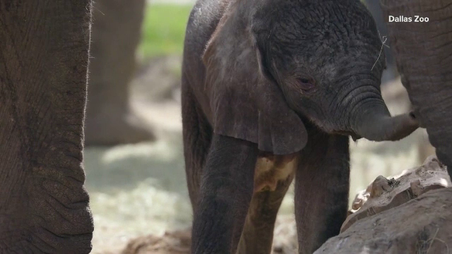 Sărbătoare la grădina zoologică din Dallas unde familia elefanților africani are un nou membru