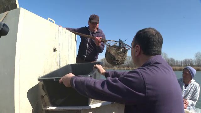 Vești bune pentru iubitorii de pescuit. Balta Zătun, mai bogată cu peste 2 tone și jumătate de crap