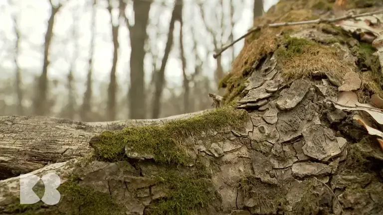Gazele din atmosferă lovesc direct mucoasa respiratorie. De câte ori pe an este recomandat să facem un CT la plămâni