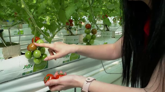 A fost creat Făt Frumos al roșiilor, după zeci de ani de cercetări. Când va fi lansat pe piață acest soi