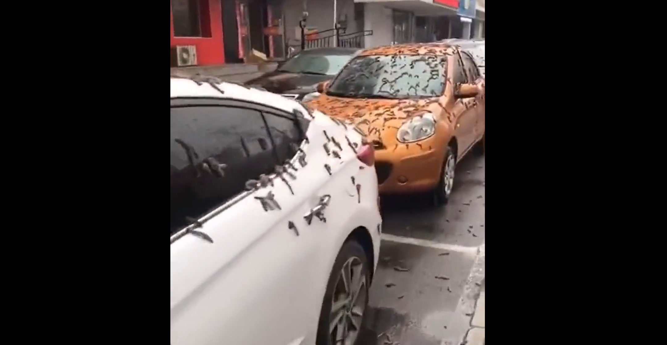 VIDEO | „Ploaia de viermi” care a șocat zeci de oameni în China. Ce reprezintă, de fapt, acest fenomen