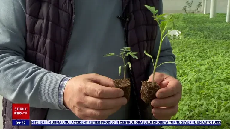 A fost creat Făt Frumos al roșiilor, după zeci de ani de cercetări. Când va fi lansat pe piață acest soi