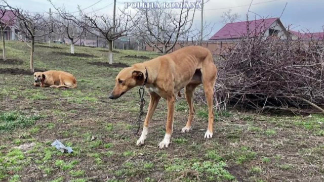 Percheziții în serie, în mai multe comune din Botoșani. Zeci de câini au fost ridicați în urma descinderilor