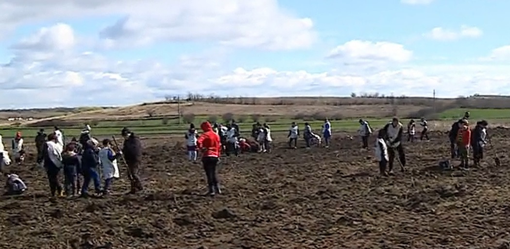 Zeci de mii de copaci au fost plantați în Sahara Olteniei. A fost acoperită o suprafață de șase hectare