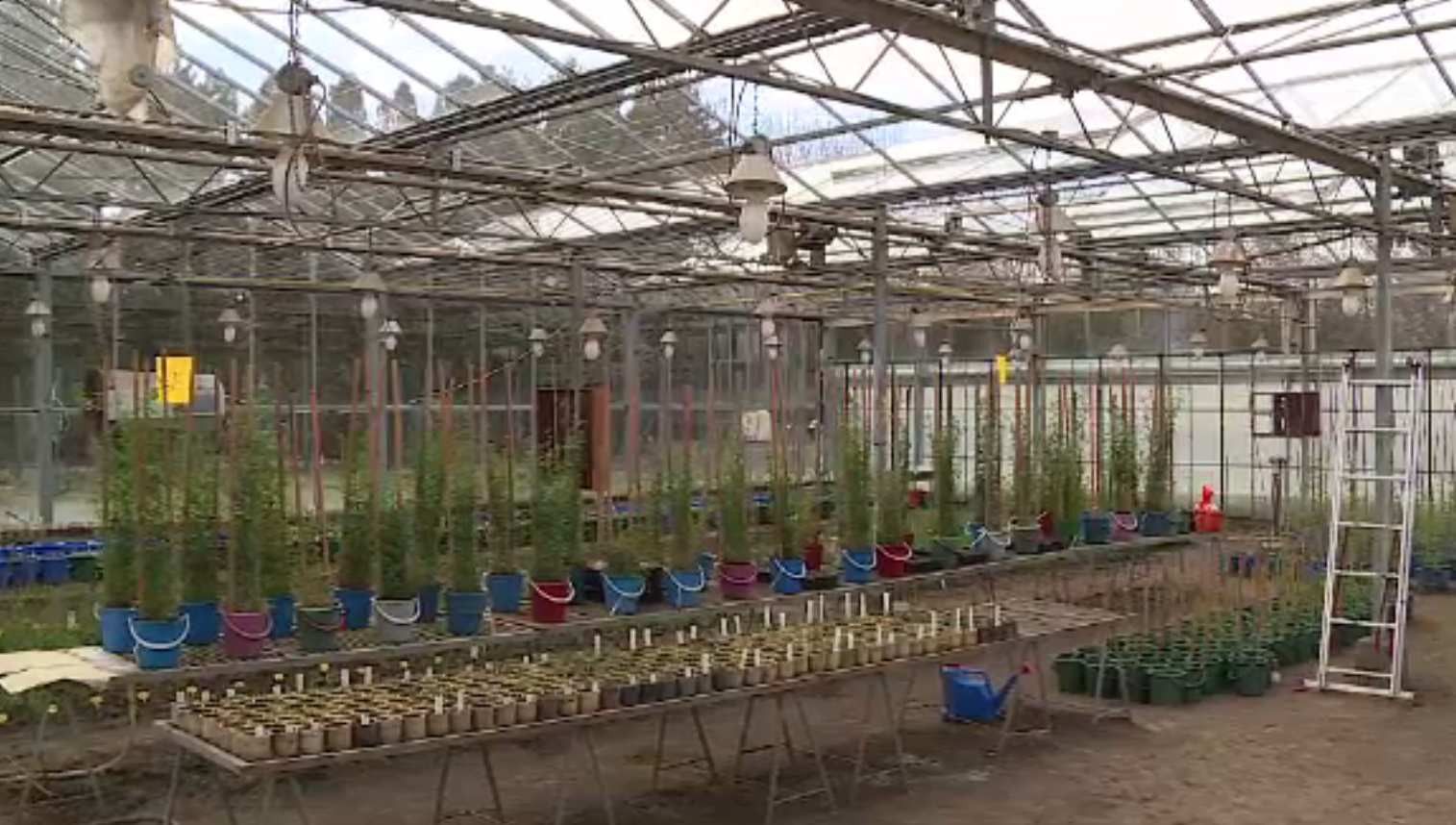 Soiurile de cereale rezistente la secetă și dăunători obținute la Fundulea. Ce avantaje au