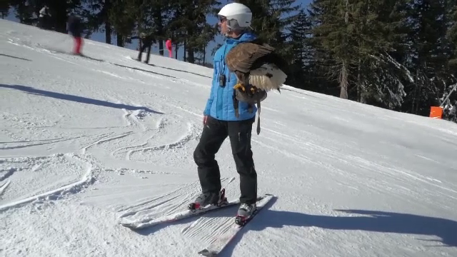 Noua modă din Alpii francezi: Turiștii schiază alături de animale sălbatice