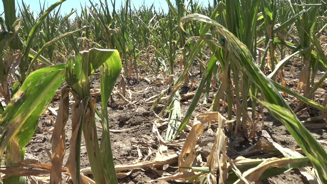 Efectele secetei, devastatoare în România. Unii fermieri au început să irige culturile, în încercarea de a le salva