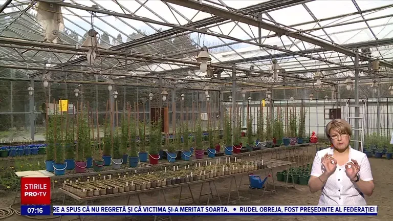 Soiurile de cereale rezistente la secetă și dăunători, prin tehnica genomică, obținute la Fundulea. Ce avantaje au