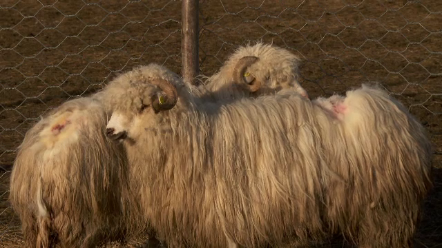 O haită de lupi a făcut prăpăd la o stână din Bistrița Năsăud. ”Erau în stare să ne mănânce și pe noi”