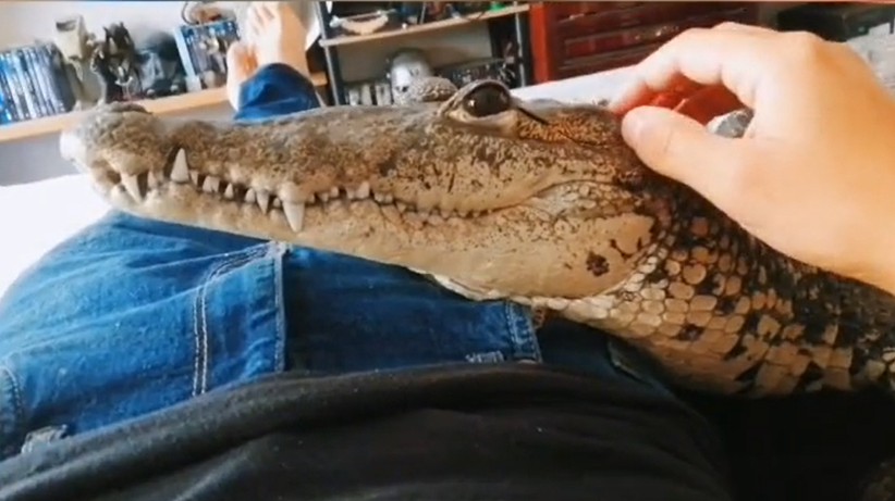 Tânărul care și-a luat un crocodil pe post de animal de companie. ”Doarme în patul meu și iubește îmbrățișările”