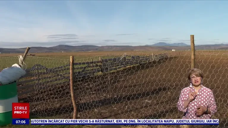 O haită de lupi a făcut prăpăd la o stână din Bistrița Năsăud. ”Erau în stare să ne mănânce și pe noi”