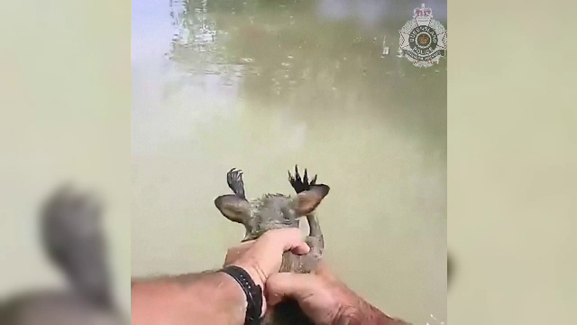 Un pui de cangur a fost salvat de la înec, chiar în ultima clipă. Fusese luat de viiturile din nord-estul Australiei