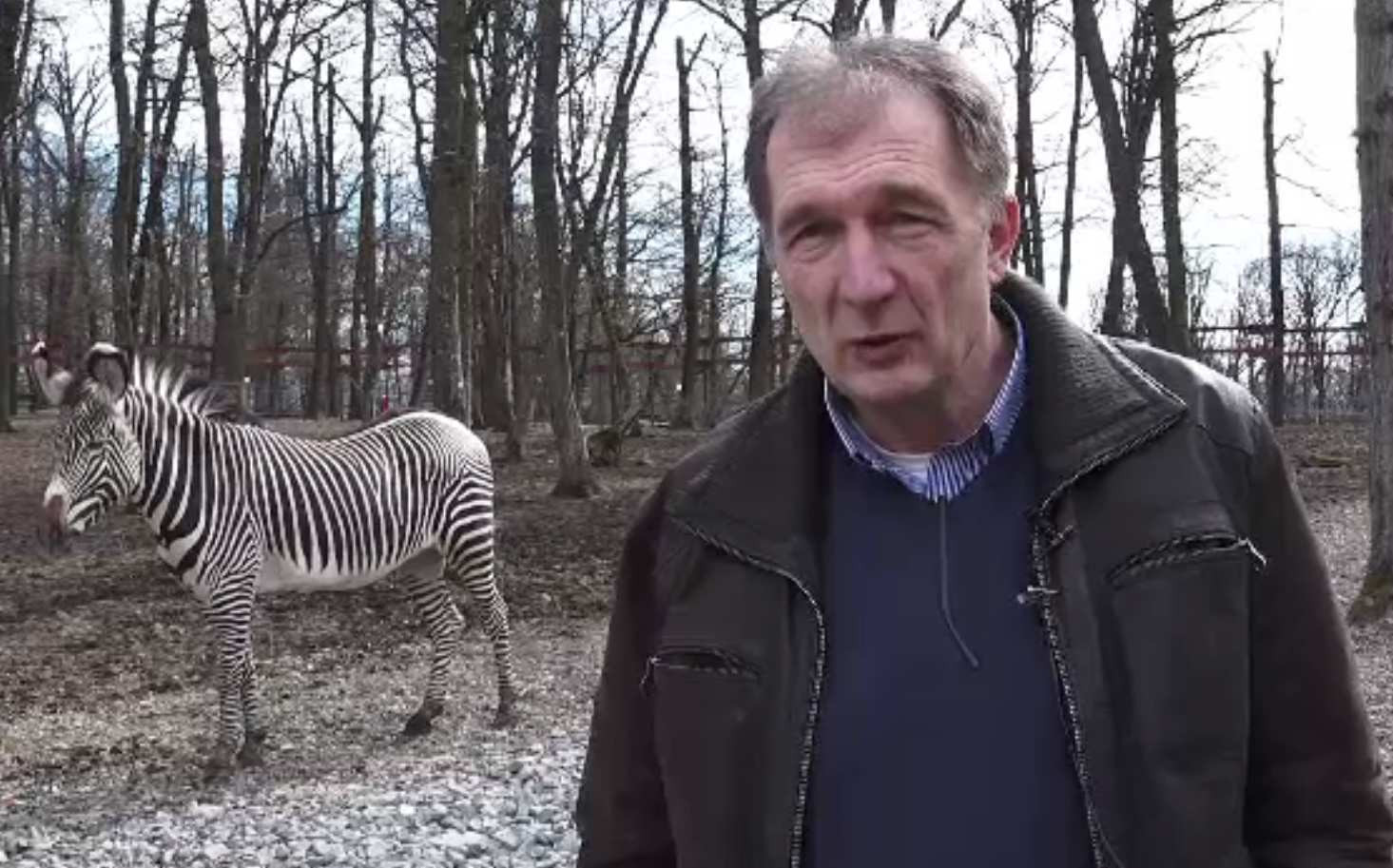 Zebră Chapman, în premieră la Zoo Târgu Mureș. Ce alte animale au mai fost „importate”