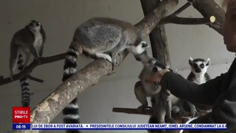 Zebră chapman, în premieră la Zoo Târgu Mureș. Ce alte animale au mai fost „importate”