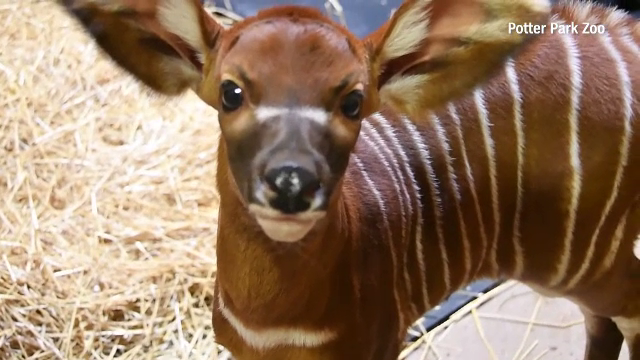 Sărbătoare la o grădină zoologică din statul american Michigan. Un pui de antilopă Bongo a venit pe lume