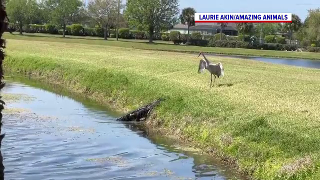 Un crocodil din Florida a avut parte de o surpriză de proporții. Ce i-a putut face un cocor