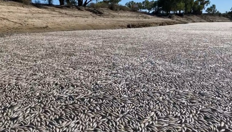 "Capac" de pești morți deasupra unui râu. Imagini ireale. VIDEO