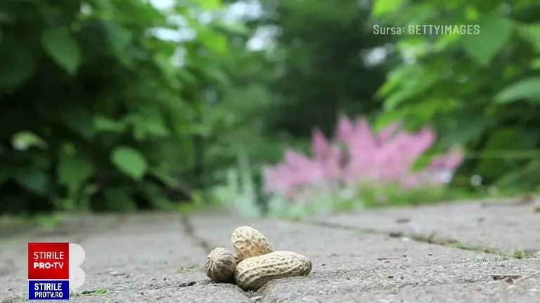 Ce se întâmplă în corp atunci când ronțăim toată ziua și nu respectăm cele trei mese pe zi
