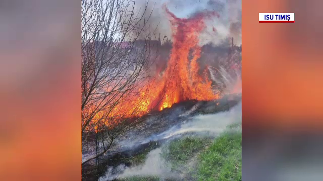 Incendiu violent în județul Timiș. O suprafață întinsă de vegetație uscată a fost mistuită de flăcări