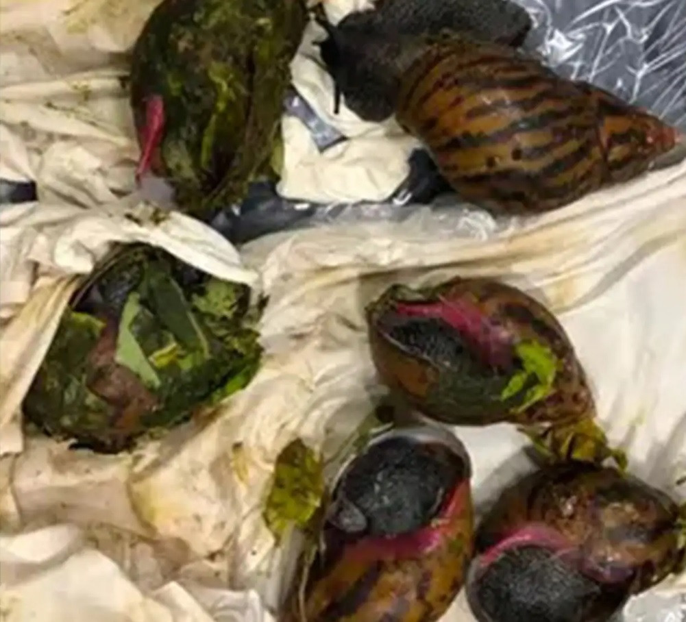 Un bărbat transporta în bagaj un adevărat pericol pentru oameni și mediu. Ce au descoperit polițiștii din aeroport