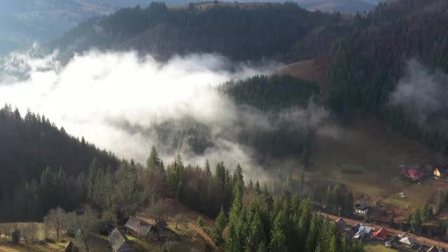 Inspectorul PRO. În România, pădurile sunt distruse de hoți. În Germania, pădurile îngrijite produc milioane de euro