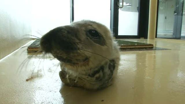 Un pui de focă a fost salvat de angajații Muzeului Maritim din Lituania. Puiul este hrănit cu piure de pește și vitamine
