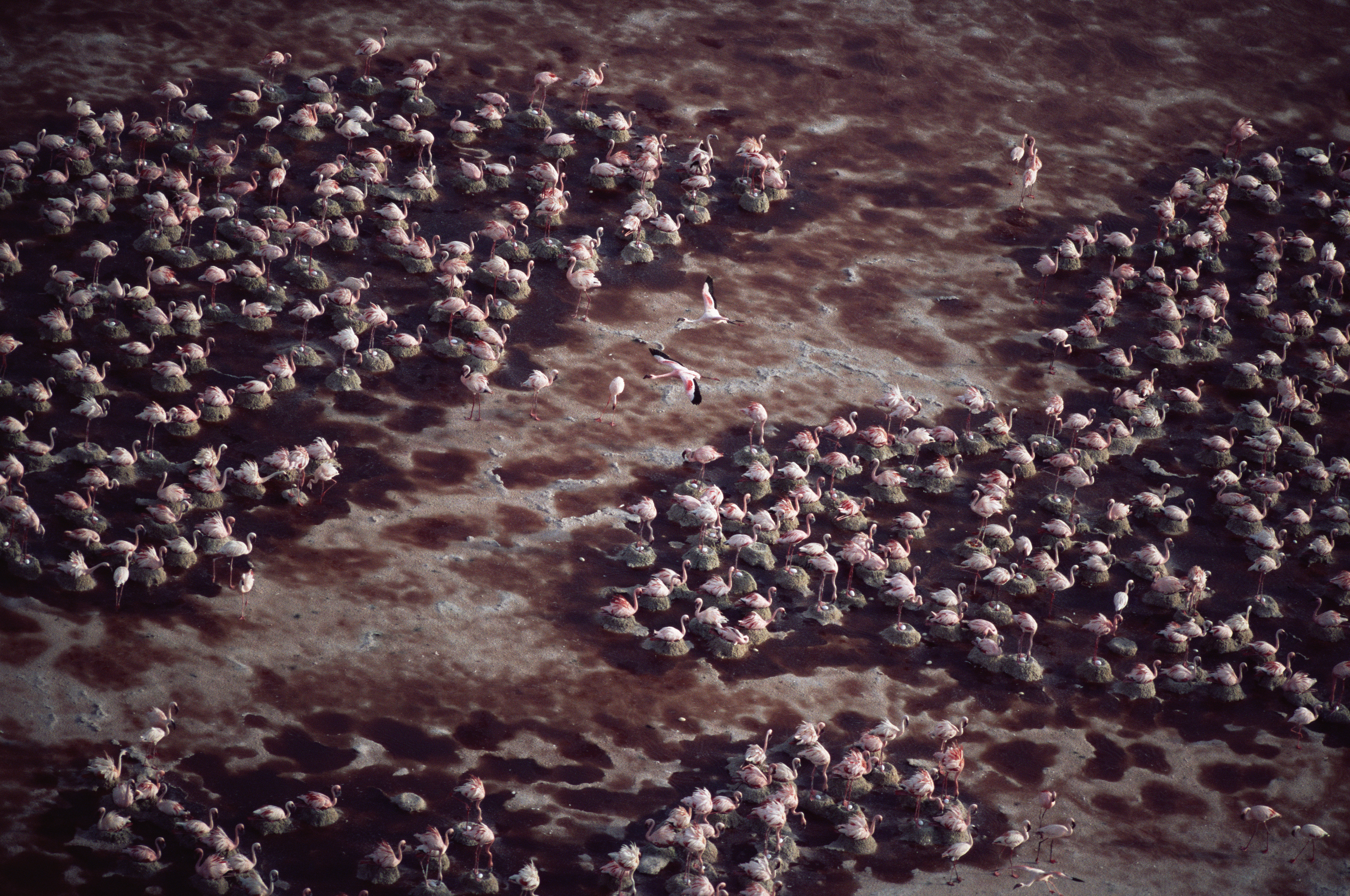 Lacul care transformă instantaneu animalele în stană de piatră. Cum este posibil | FOTO