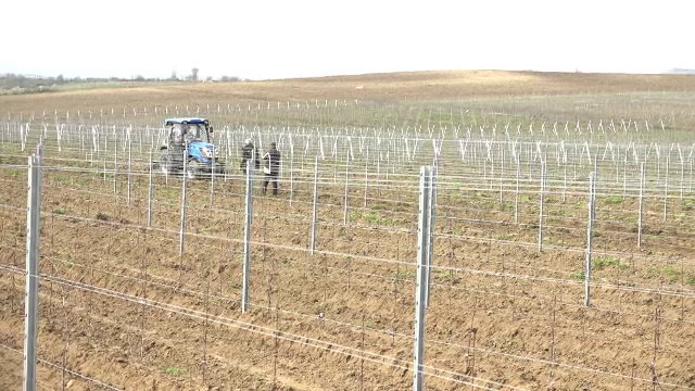 Câți bani vor primi proprietarii de podgorii pentru a înlocui plantațiile de viță de vie îmbătrânite și neproductive