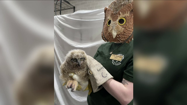 Un pui de bufniță, găsit pe veranda unei case, a fost luat în grijă de Centrul pentru vietăți sălbatice