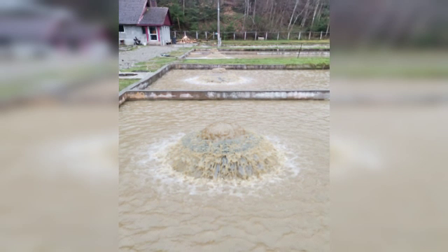 Coșmarul proprietarilor de păstrăvării din Făgăraș. Peștii se sufocă în bazine din cauza exploatărilor forestiere