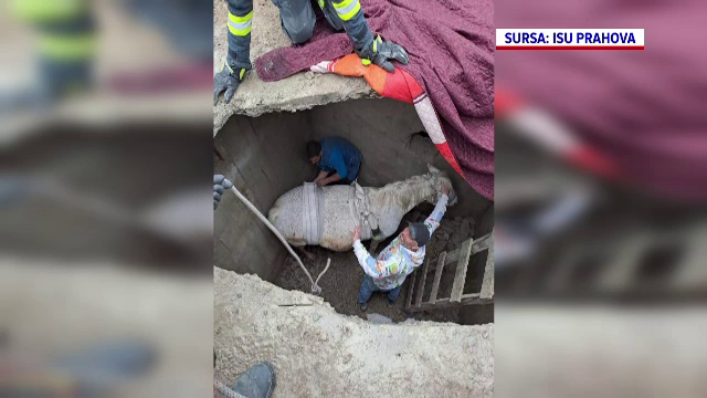 O iapă gestantă a fost salvată de pompieri după ce a căzut într-o fosă septică, în Prahova