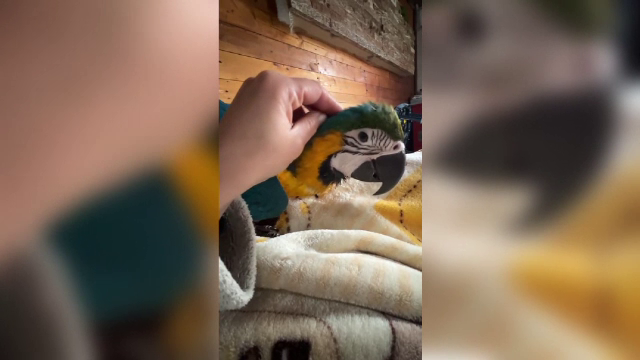 „În fiecare zi o căutăm...”. O familie din Constanța își caută, disperată, papagalul Piți, în vârstă de nouă luni