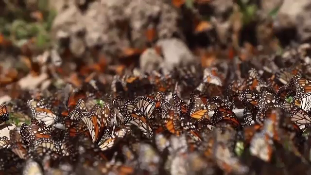 Populația de fluturi monarh a scăzut, în ultimii zece ani, cu 72%. Ce spun oamenii de știință care studiază această specie