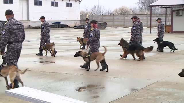 Cât costă un câine din rasa Malinois. Sunt antrenați să găsească droguri și telefoane ascunse de deținuți