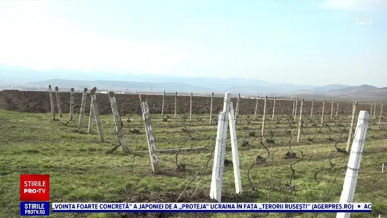 Câți bani vor primi proprietarii de podgorii