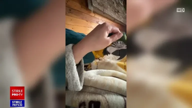 „În fiecare zi o căutăm...”. O familie din Constanța își caută, disperată, papagalul Ara, în vârstă de nouă luni