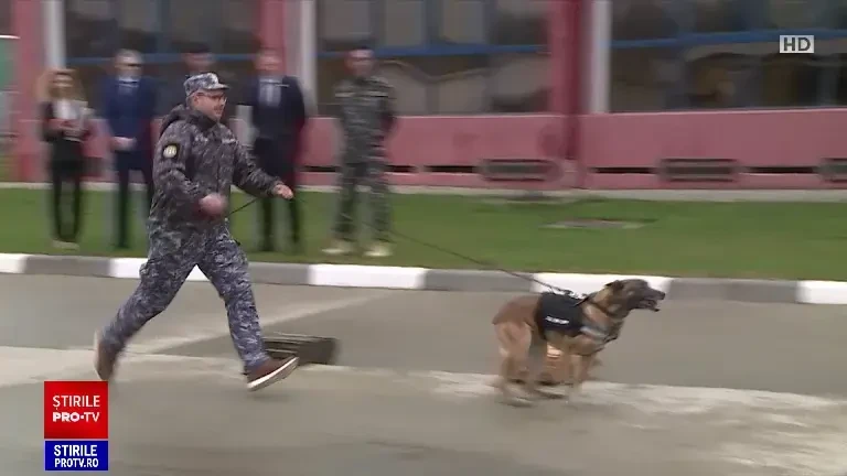 Cât costă un câine din rasa Malinois. Sunt antrenați să găsească droguri și telefoane ascunse de deținuți