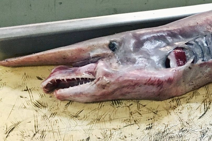 Creatura descoperită de un pescar. ”Seamănă înspăimântător de bine cu ceva din filmul Alien”