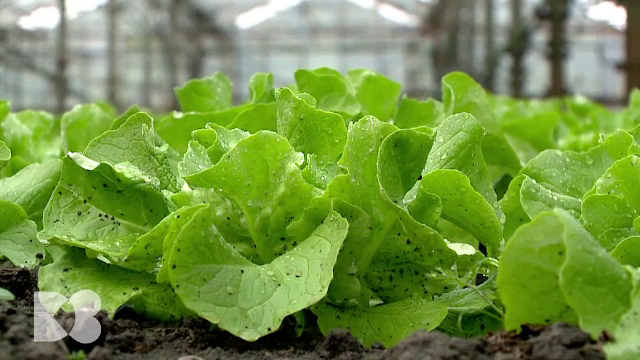 Care este rolul vitaminei C în organismul nostru și de ce se pun nitrați în mezeluri