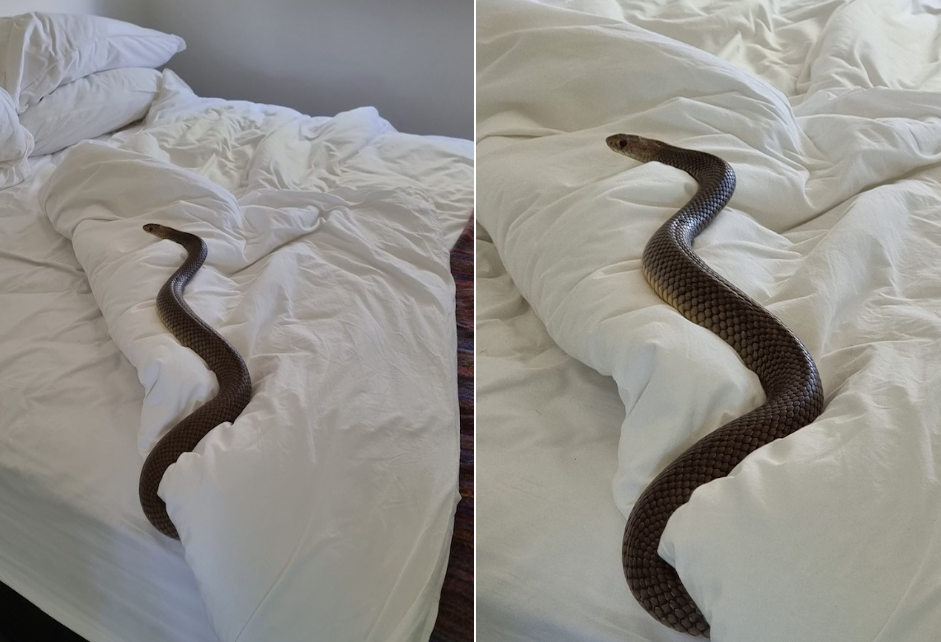 O femeie a avut parte de șocul vieții ei. S-a trezit în pat cu un șarpe extrem de veninos, lung de doi metri