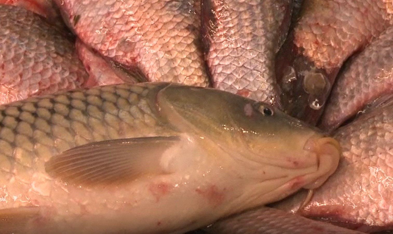 Dezlegarea la pește vine cu prețuri pe măsură. La somon și la păstrăv, cele mai mari scumpiri