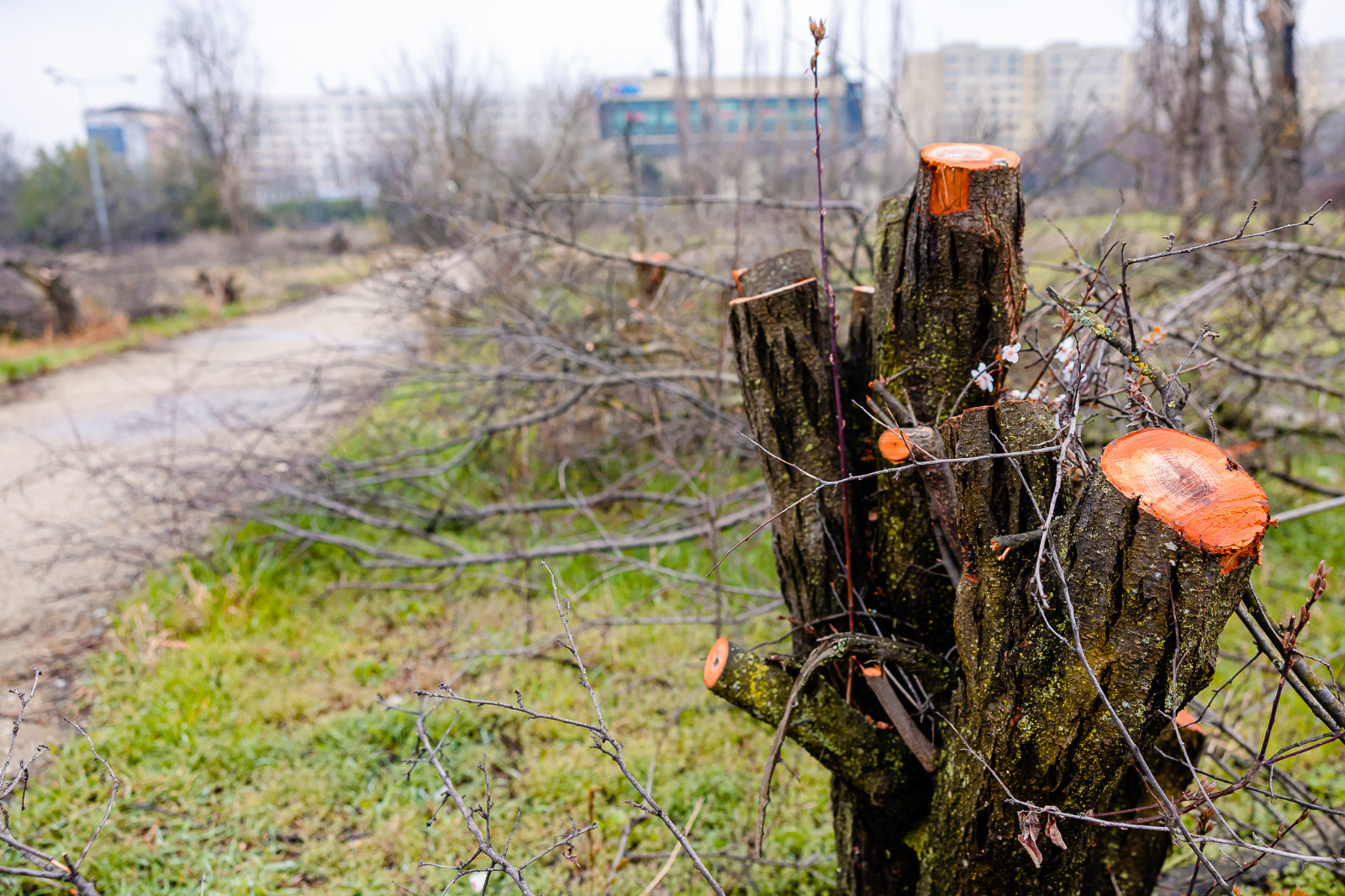 Protest în București, pentru salvarea unor zone dintr-un parc, retrocedate și defrișate: ”Nu cedăm parcul IOR”