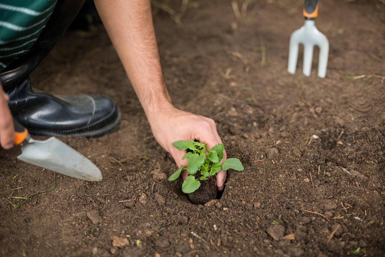 Un grădinar a fost la un pas de moarte după ce a contractat o infecție apărută în timpul Primului Război Mondial