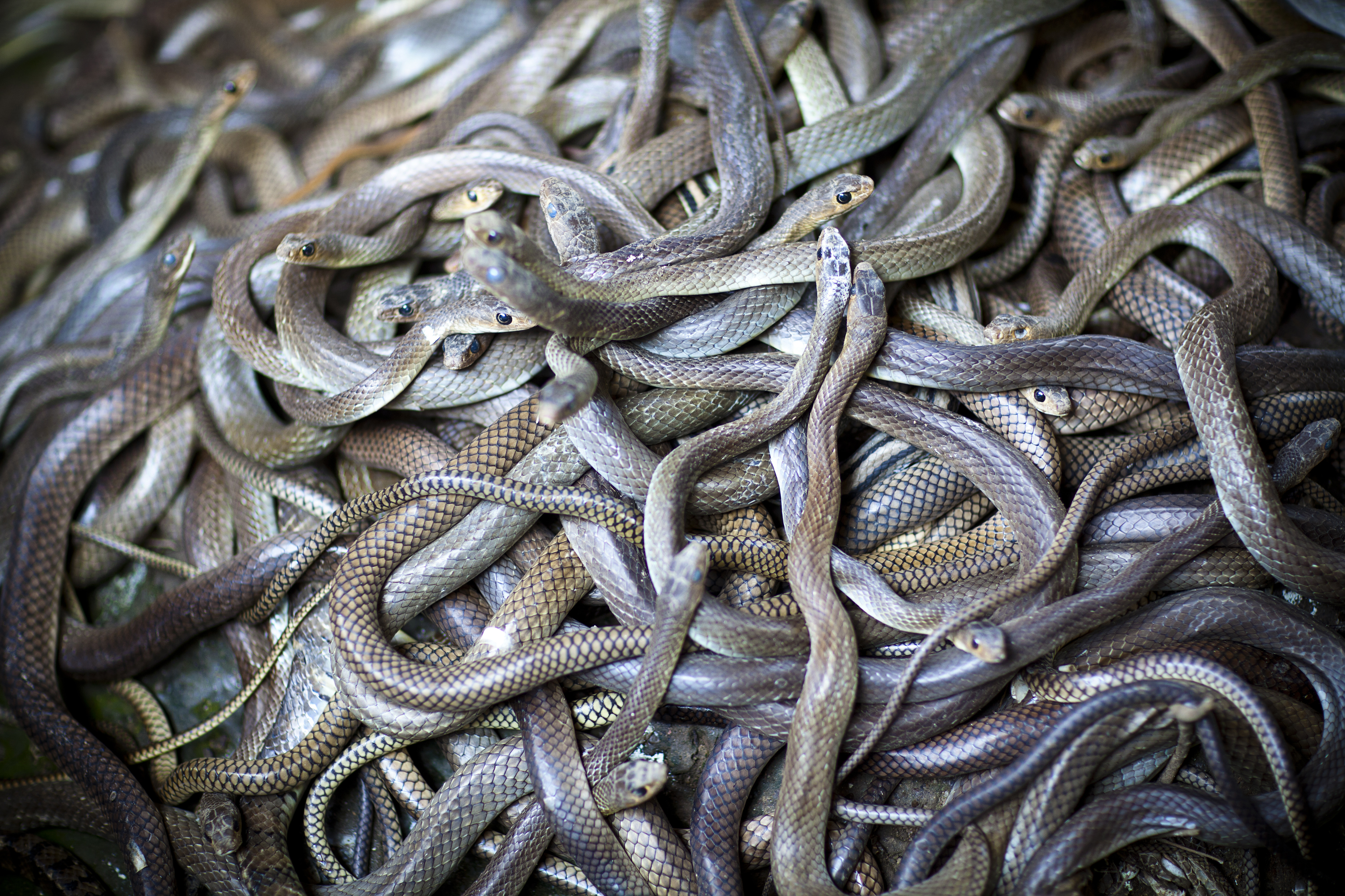 Invazie de șerpi pe o insulă europeană celebră. Turiștii, înspăimântați, își anulează vacanțele