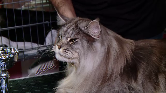 Cele mai sofisticate și grațioase pisici s-au întrecut la cel mai mare concurs de frumusețe felină din România