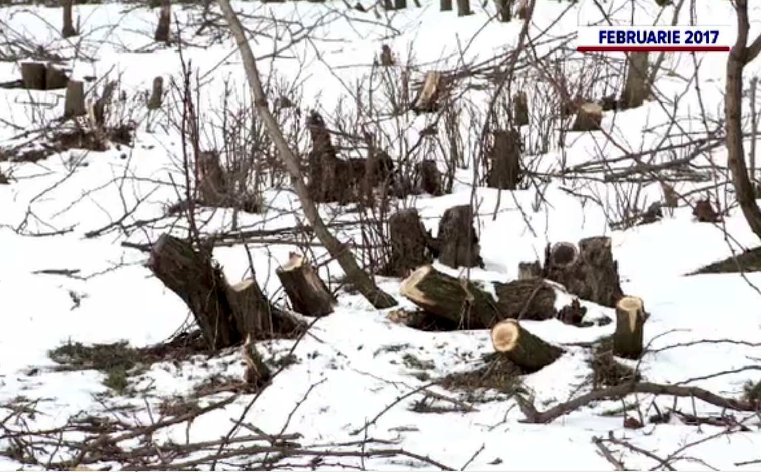 Peisaj dramatic lăsat în urmă de hoții de lemne. Pădurea replantată de la Ghimbav nu s-a prins, din cauza betonului